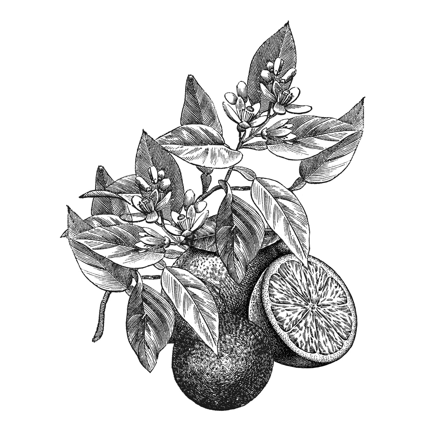 Trial&Travel Pack -Citron -