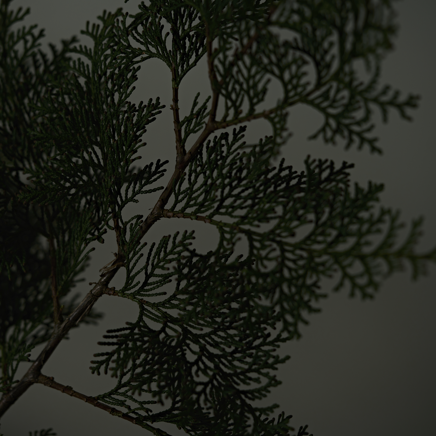 アロマバスソルト "HINOKI" Trial&Travel Pack